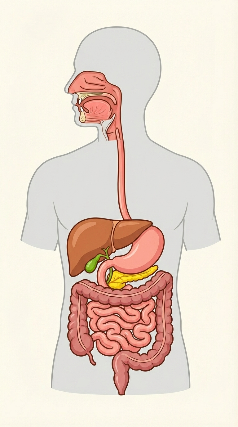 Digestive System vocabulary reference