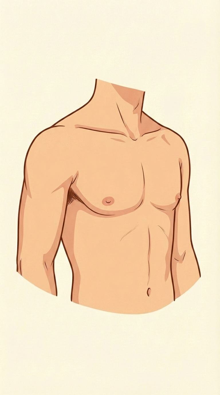 Torso vocabulary reference